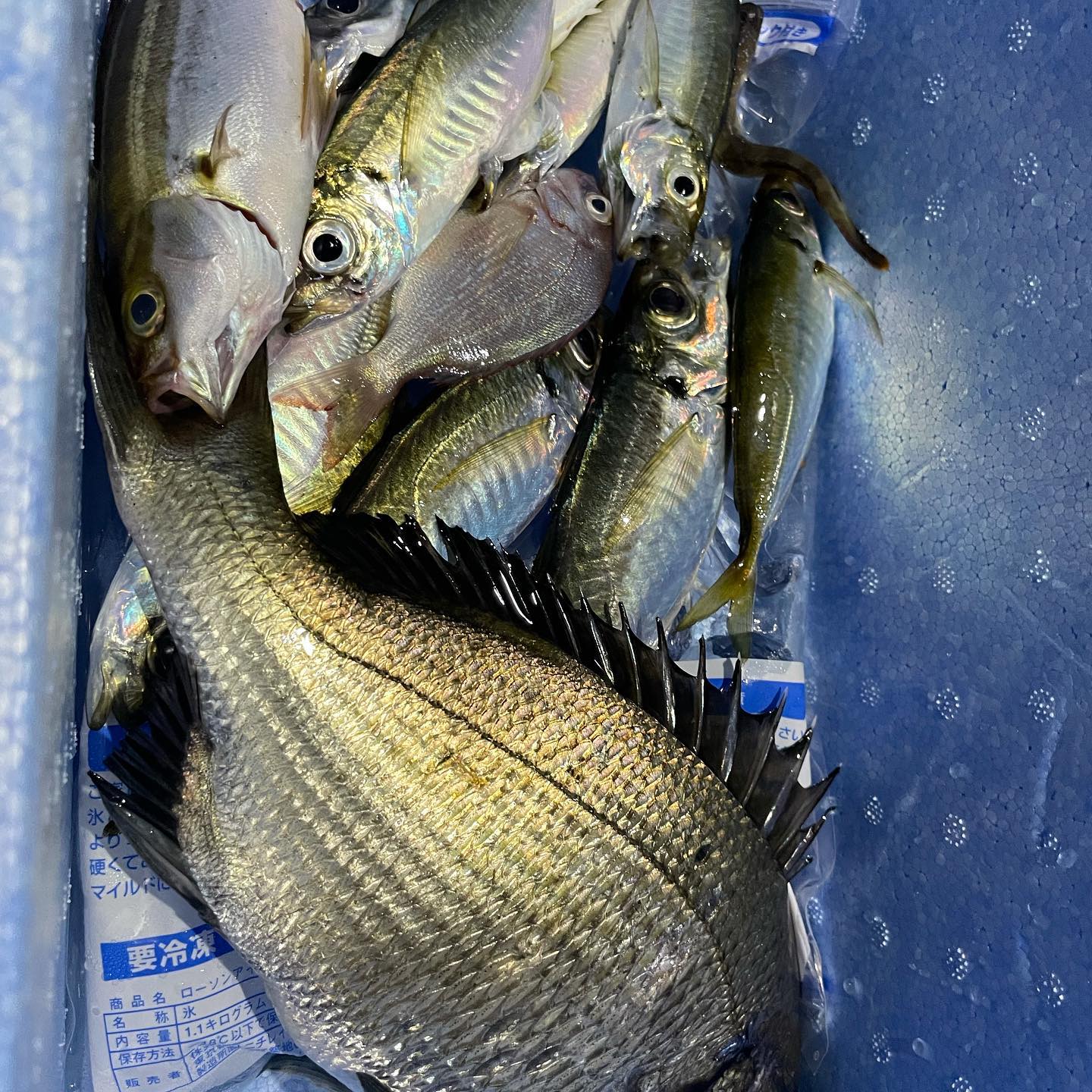 オリエント保険第二回釣り大会ではそこそこ釣れましたフライとカルパッチョで美味しく頂きました。#オリエント保険サービス#保険代理店#保険#大分#損保#生保#24時間365日事故現場対応#全ての人に心からの安心を#釣り#アジフライ#カルパッチョ