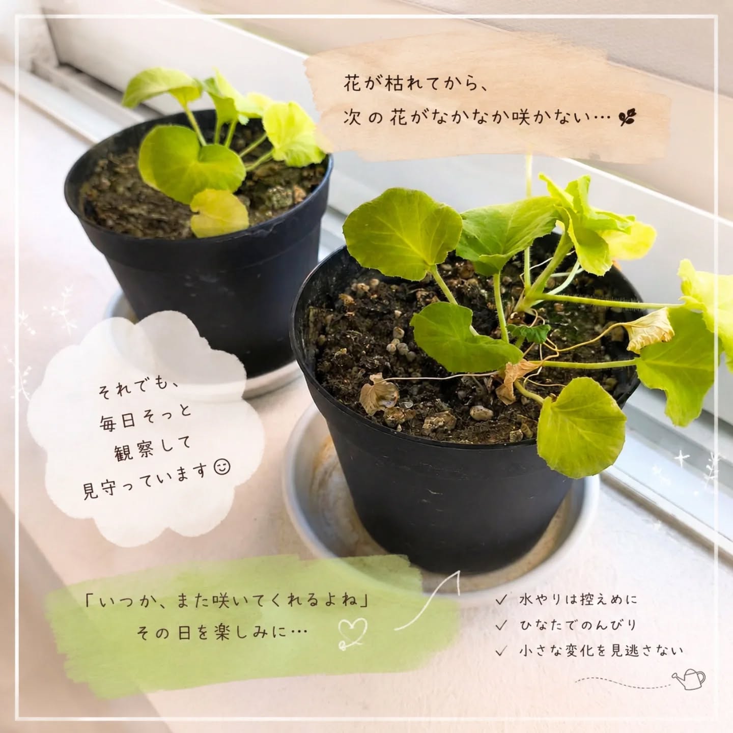 花が枯れてから、なかなか次の花が咲かない。毎日ちょっとずつ様子を見て、「今日は変化あるかな?」って観察するのが最近の日課植物に詳しい方、アドバイスありましたら是非コメントで教えてくださいまた元気に咲いてくれる日を楽しみに、のんびり見守り中️#植物のある暮らし #ガーデニング初心者 #ベランダガーデン #観葉植物 #成長記録 花のある暮らし